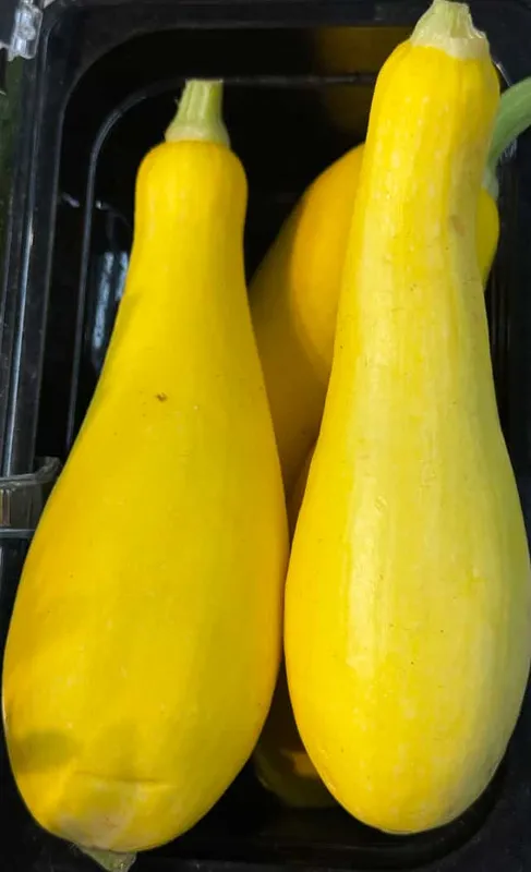 Yellow Squash (Small)