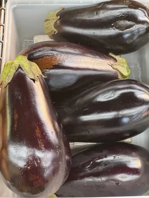 Eggplant