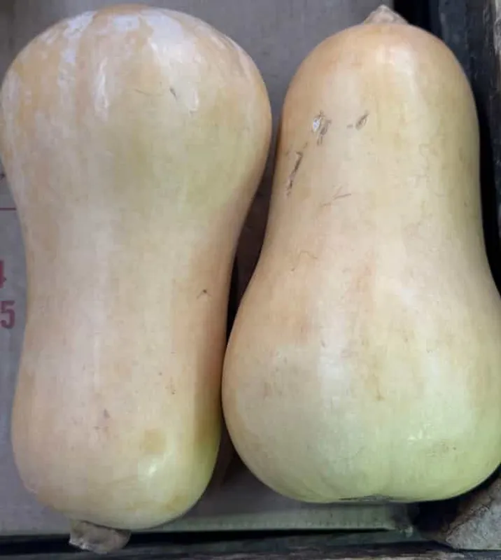 Butternut Squash