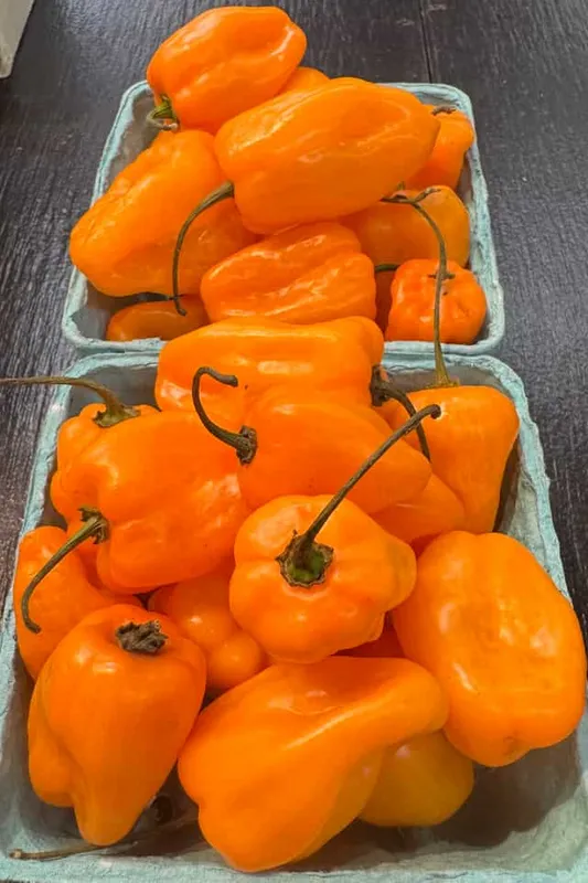 Habanero Peppers
