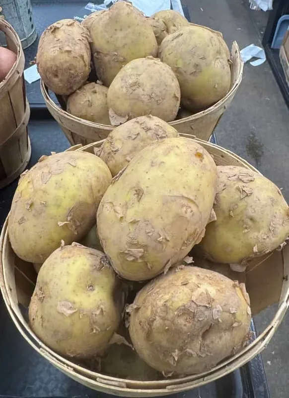 Yukon A’S (Basket)