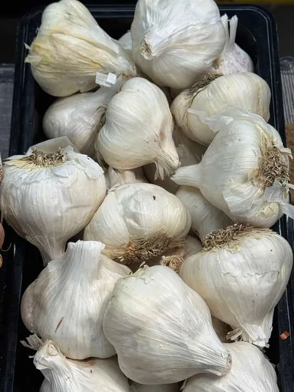Garlic (Loose)