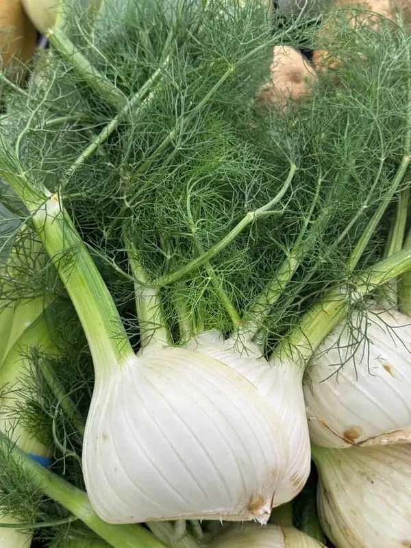 Fennel