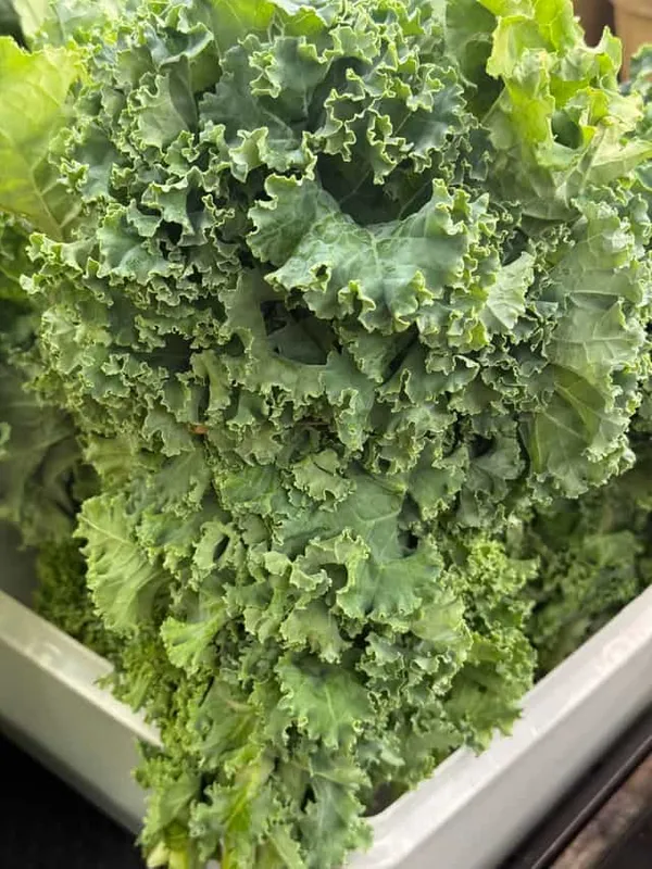Kale