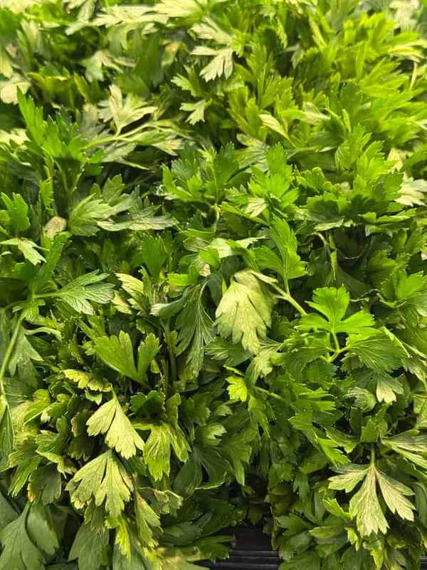 Parsley (Flat)
