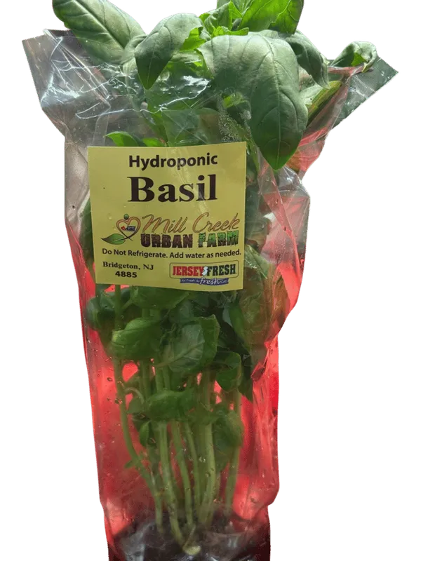 Basil