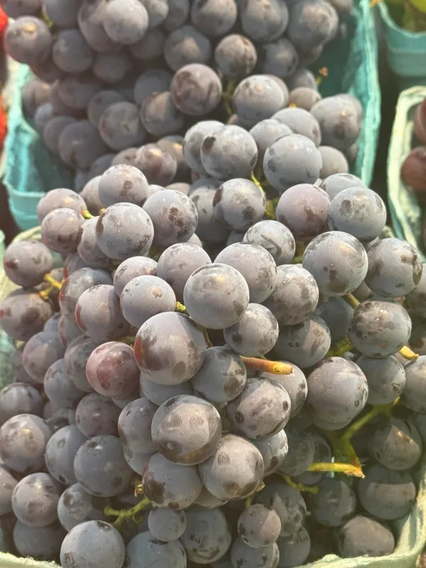 Concord Grapes