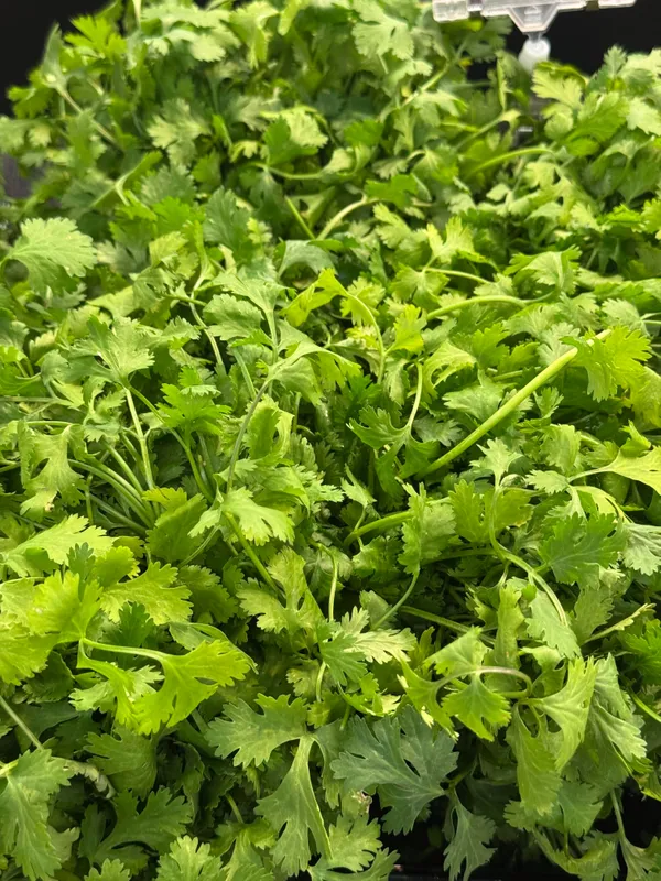 Cilantro