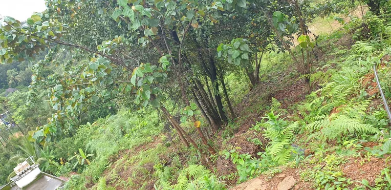 chicken noodles in chili oil
